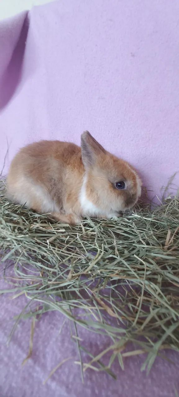 Netherland Dwarf  - Foto 4