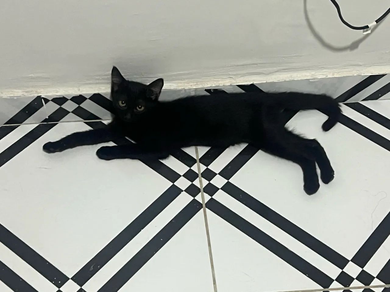 Gato  - Foto 3