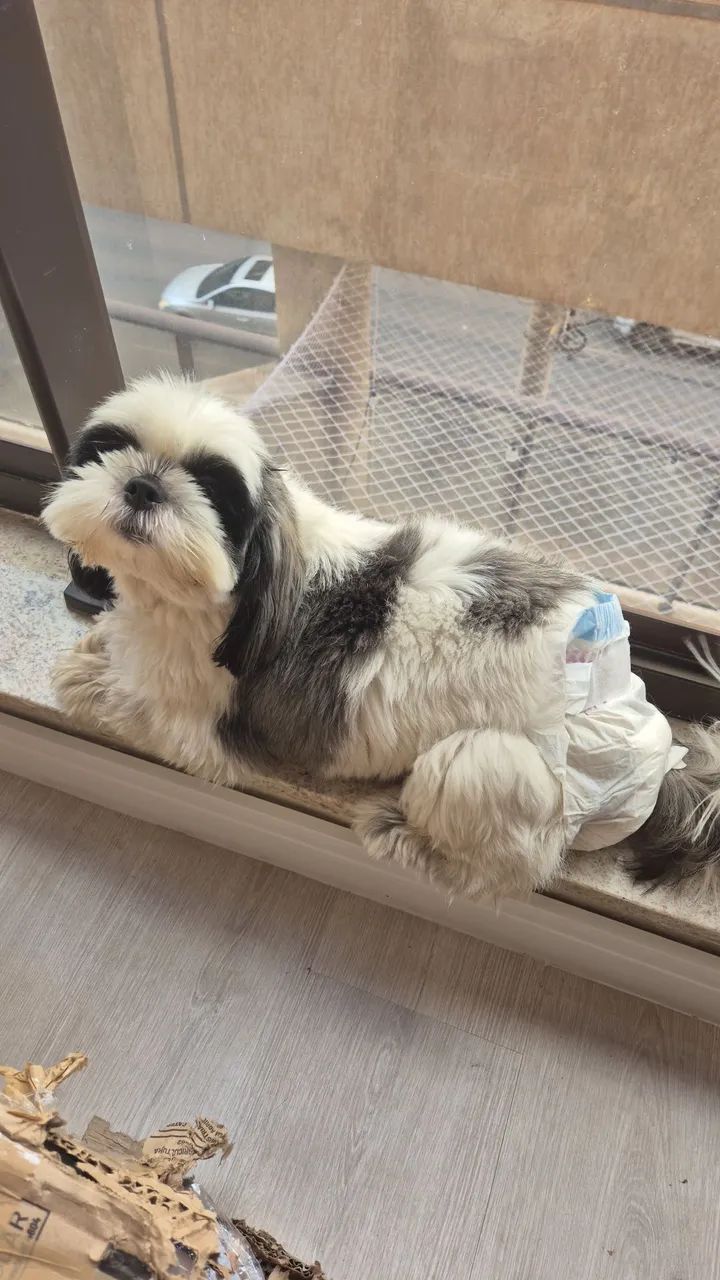 Doação de Shih Tzu (leia o anúncio!) - Foto 2