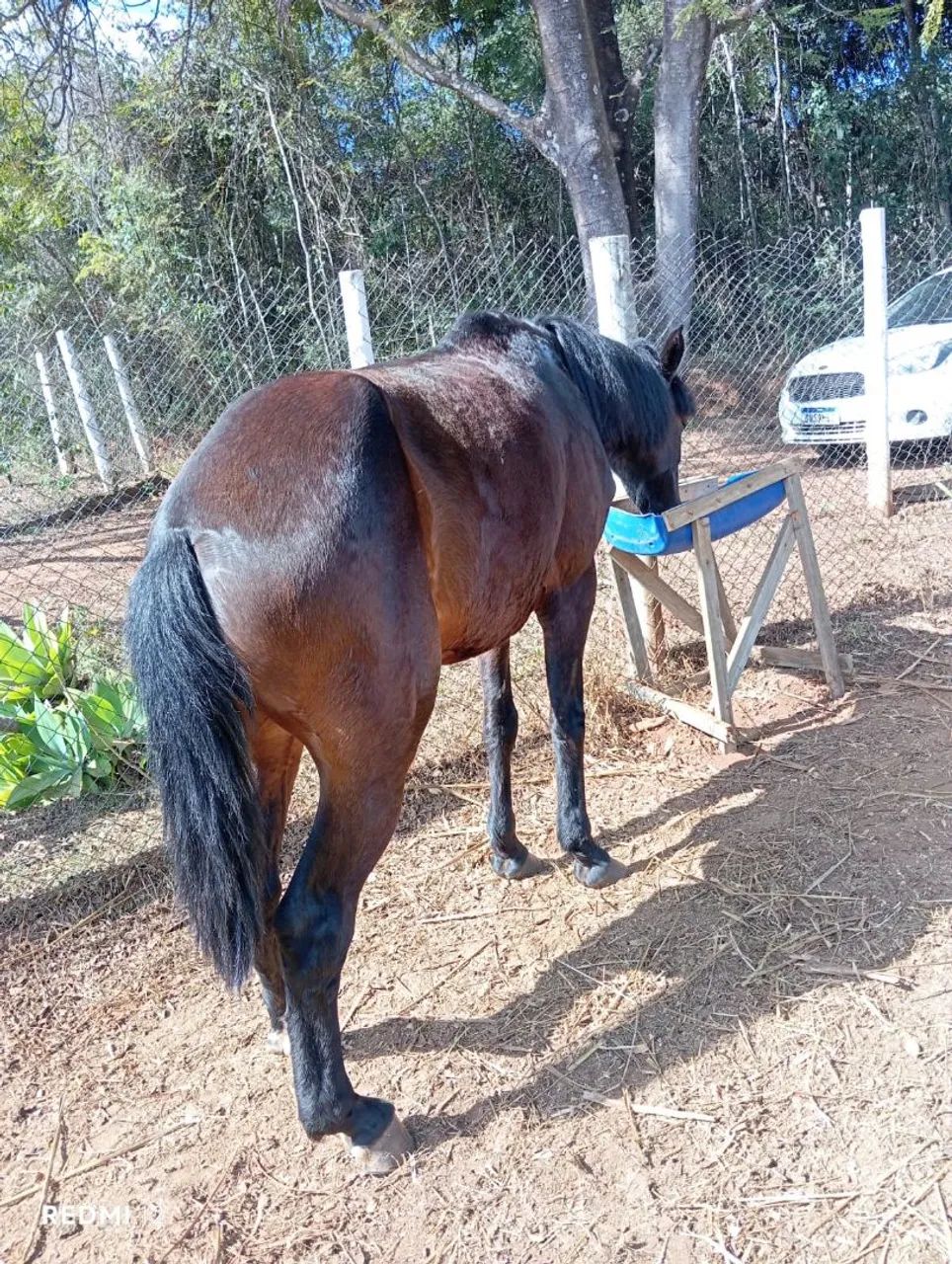 Vende-se égua boa de andar. - Foto 5