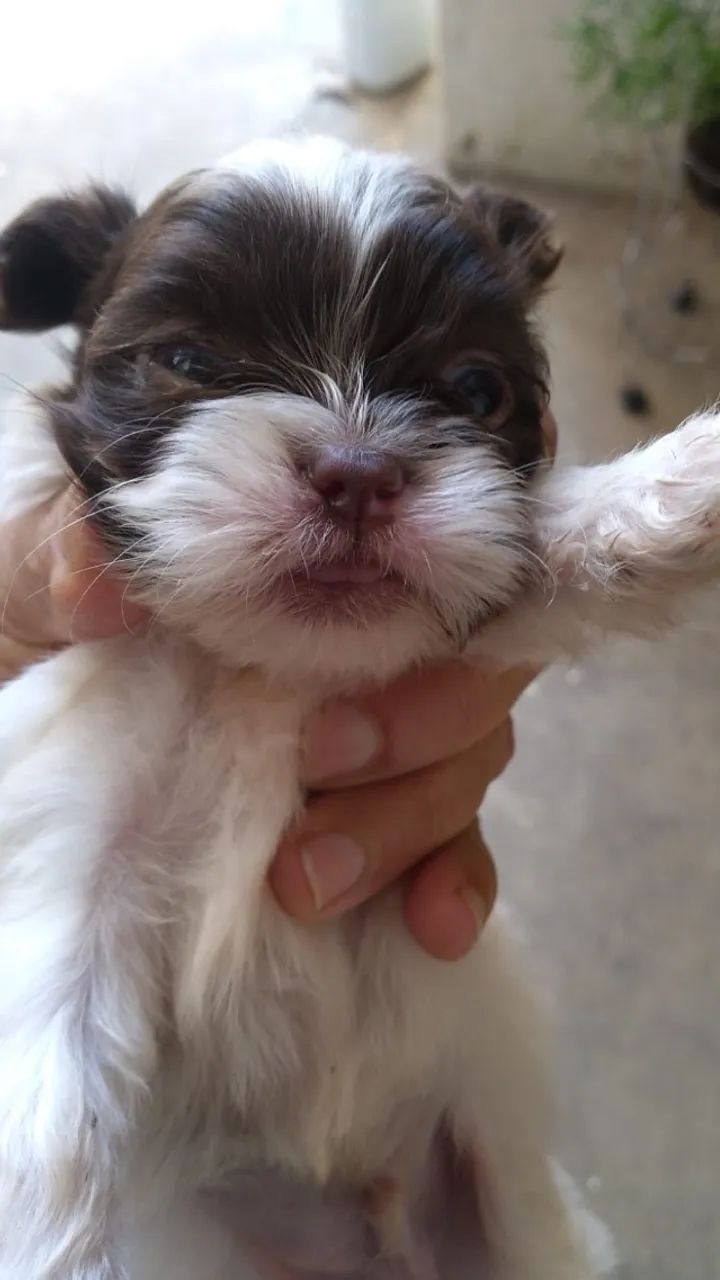Cachorro  - Foto 2