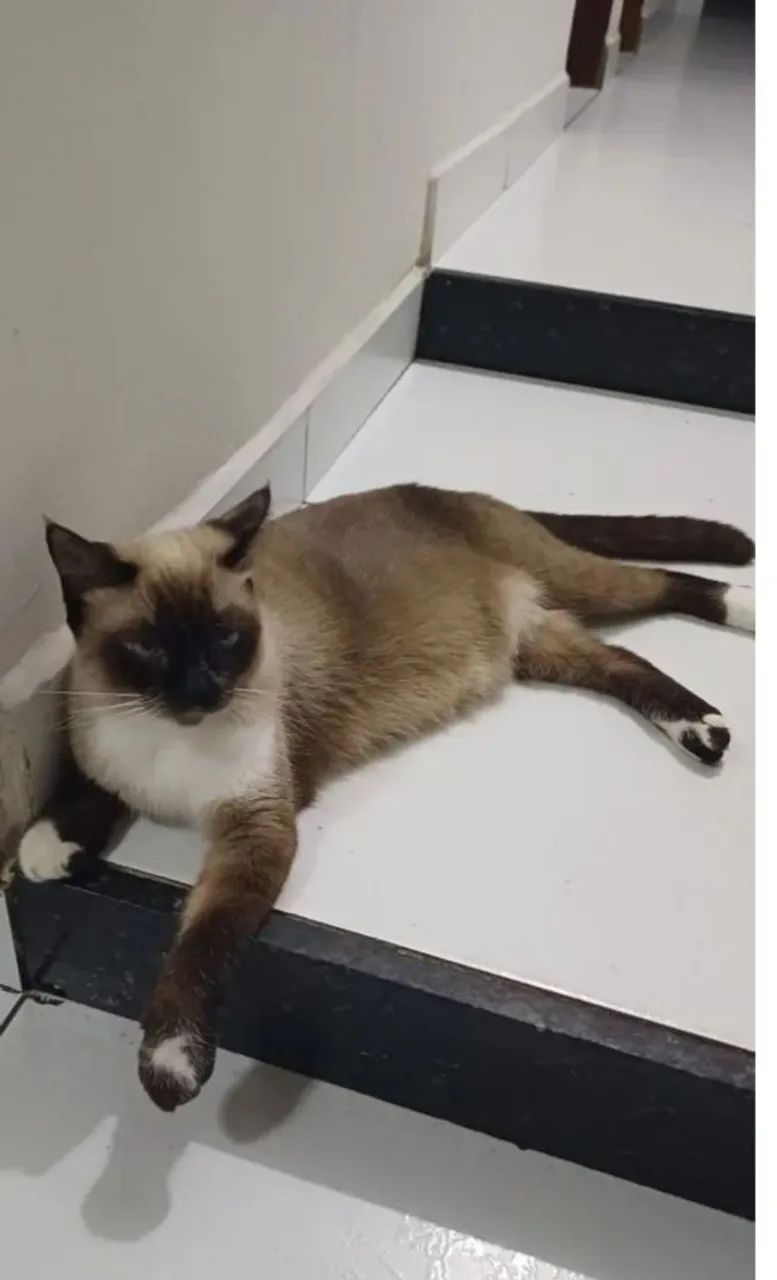 Gata persa - Foto 3