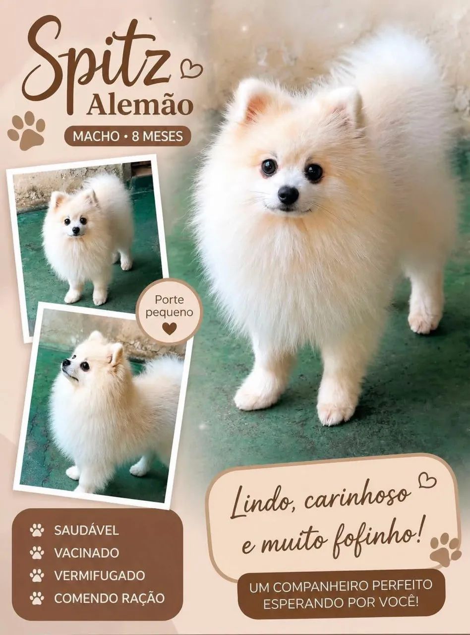 Spitz alemão 