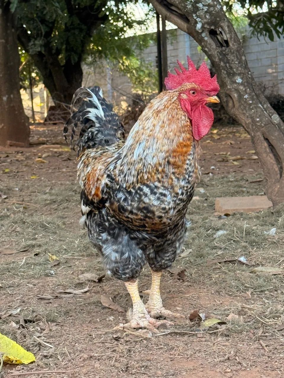 Galo - Foto 4