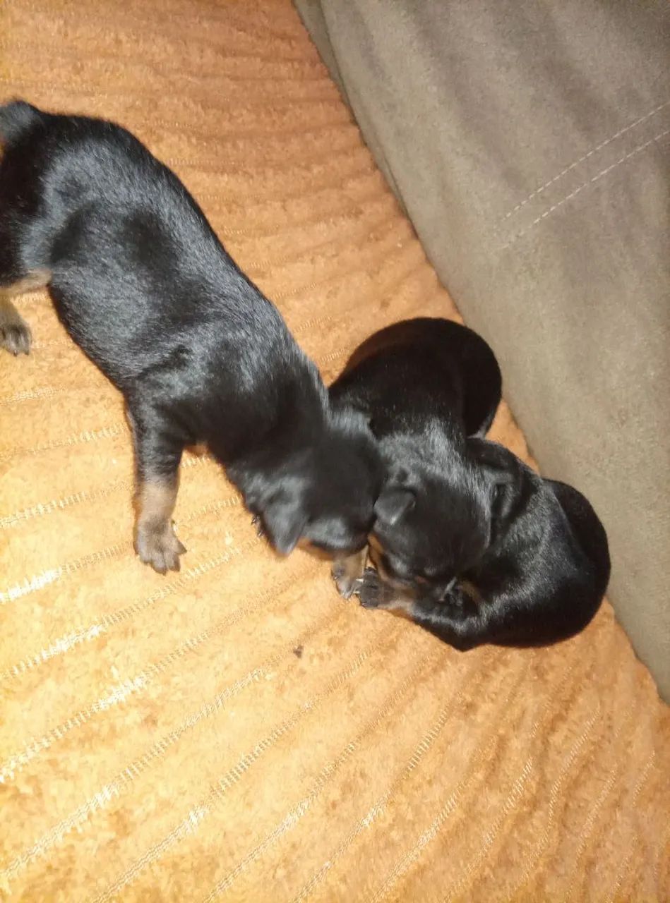 FILHOTES PINSCHER  - Foto 3
