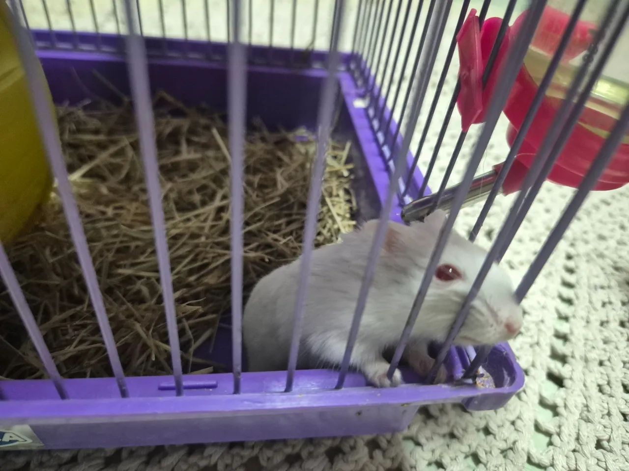 Hamster com terrario 