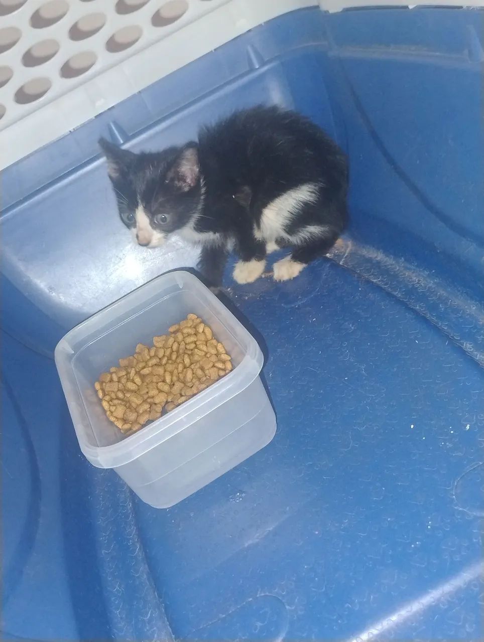 Gatinho filhote para adoção responsável - Foto 4