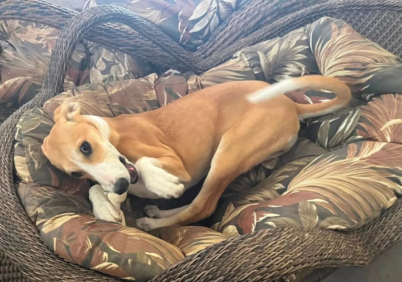 Galgo greyhound - Foto 5