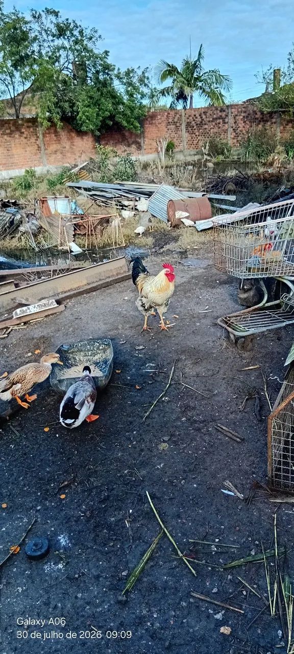 Um galo 70 pila - Foto 2