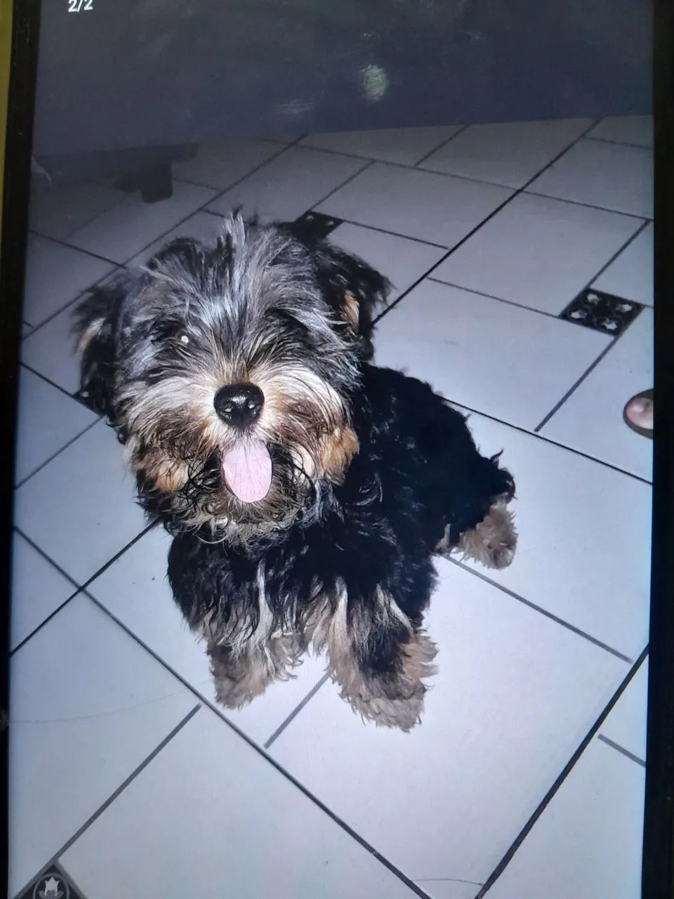 Vendo filhote de Yorkshire  - Foto 2