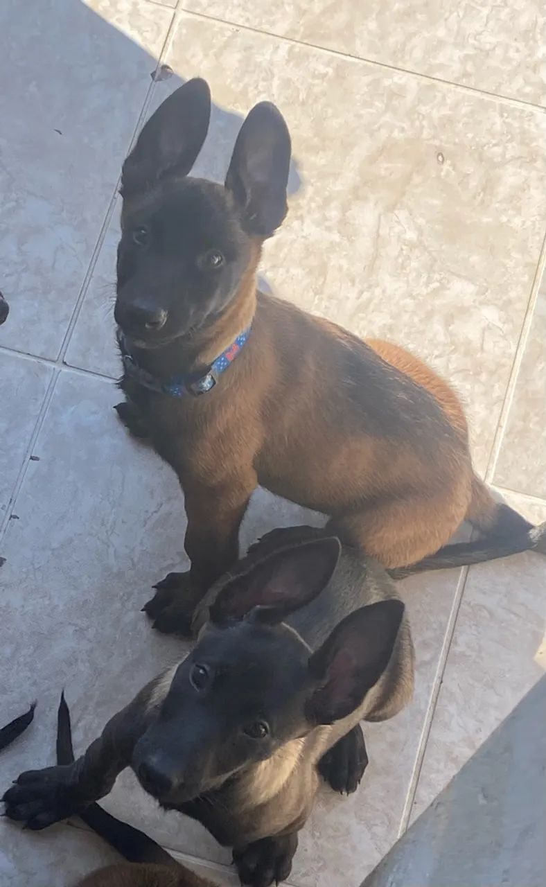 Pastor belga malinois - Foto 3