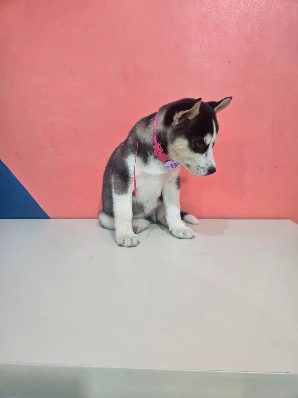 Husky siberiano Fêmea  - Foto 5