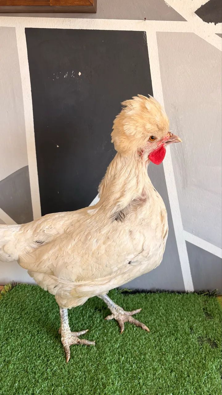 Galinha Polonesa - Foto 2