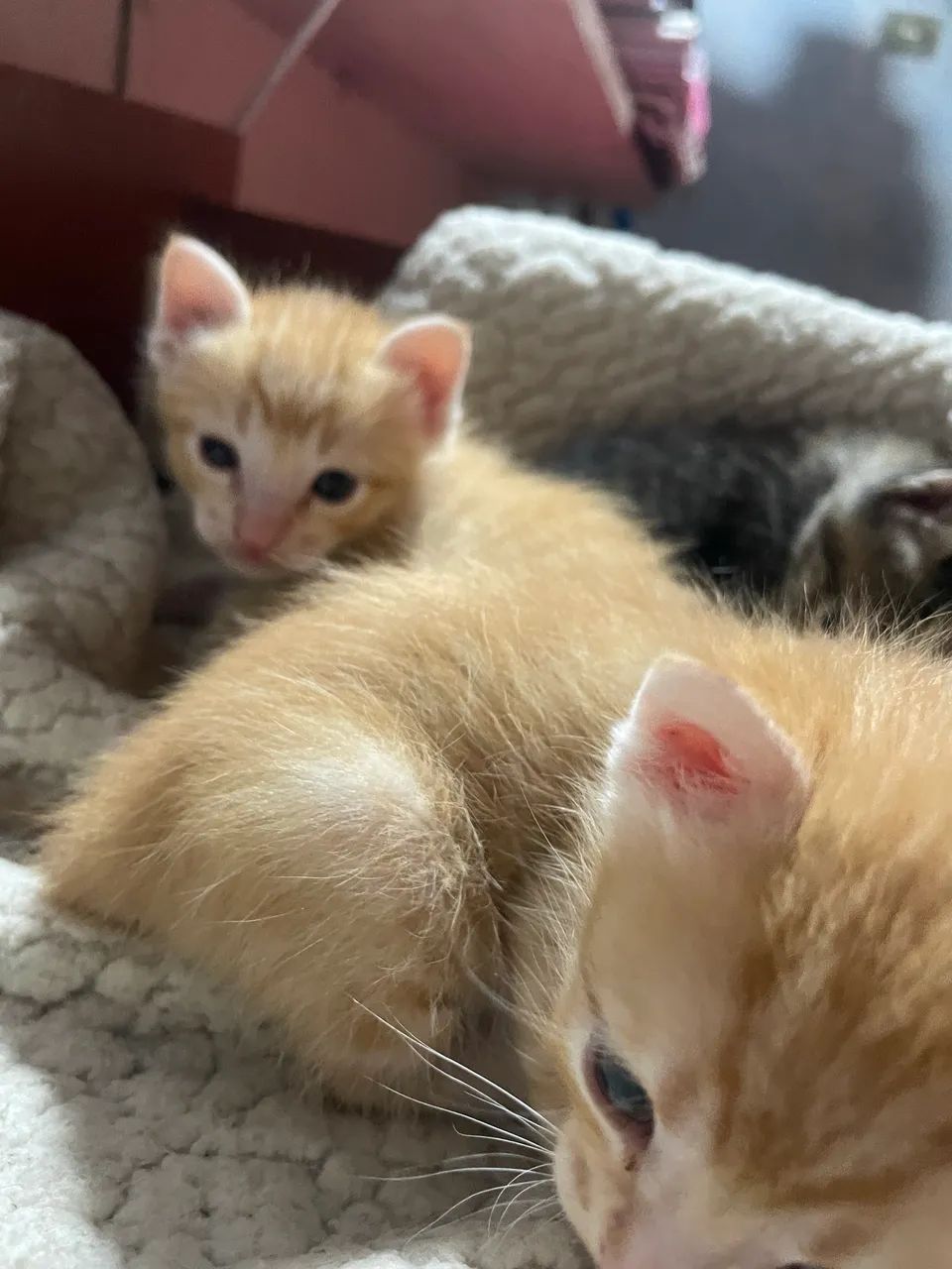 GATOS, ANGORÁS PRA VENDA 2 MACHOS E 1 FÊMEA SOU DE FERRAZ ZL - Foto 2