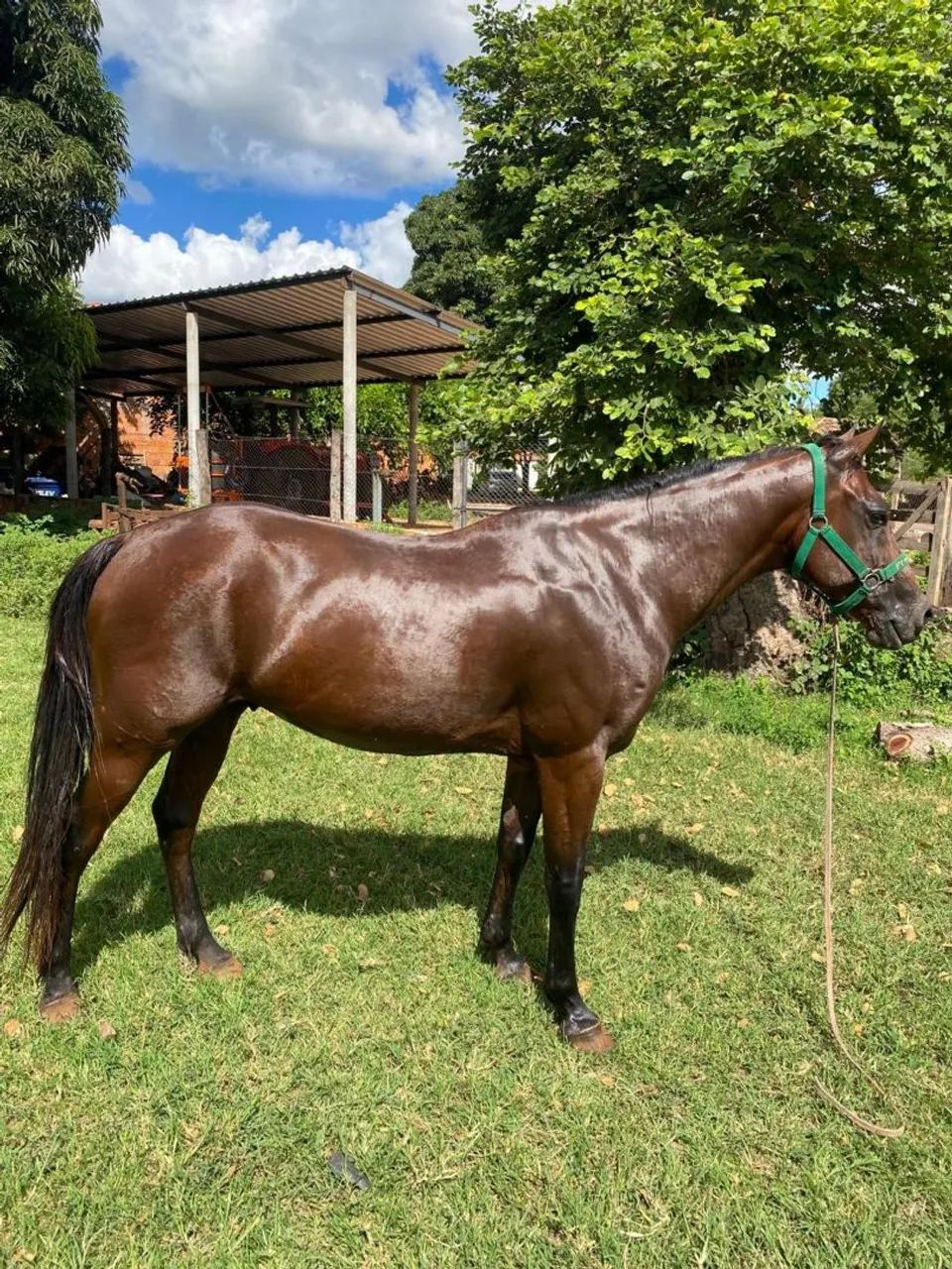 Cavalo QM pronto na vaquejada 