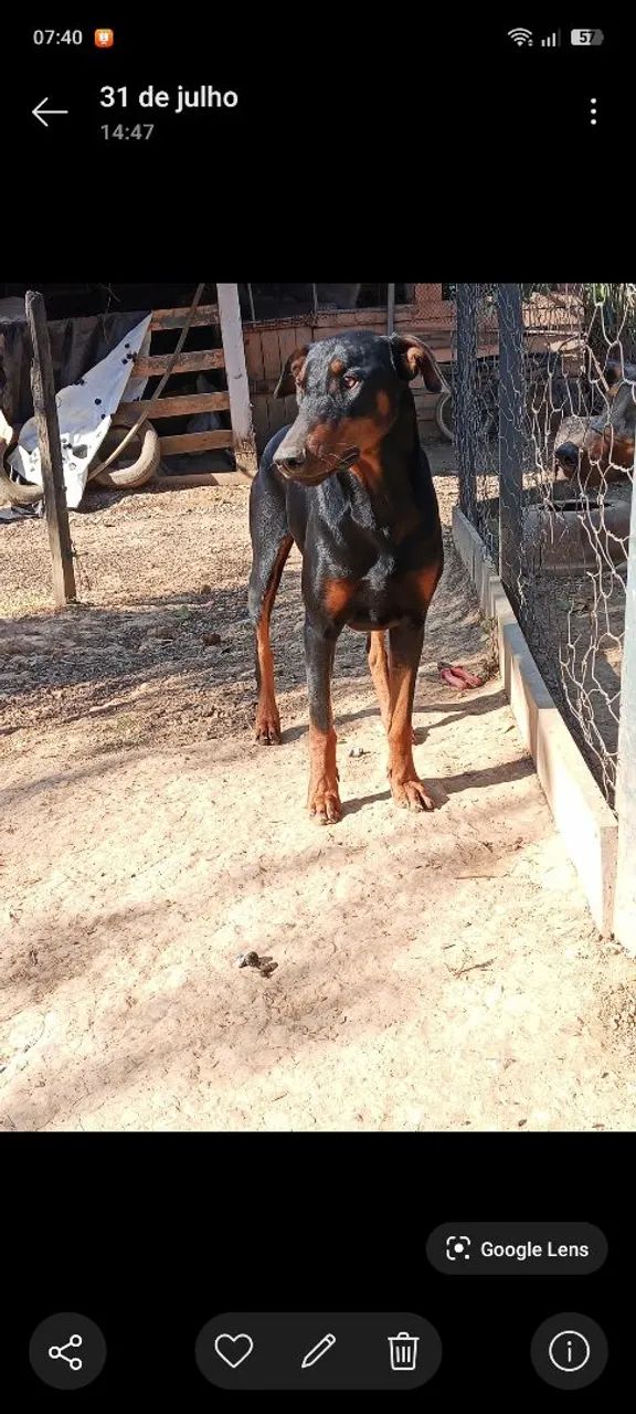 Doberman macho - Foto 2