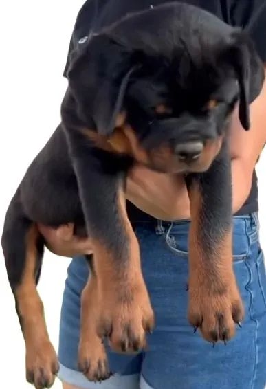 ROTTWEILER MACHOS E FÊMEAS DISPONÍVEIS - Foto 2