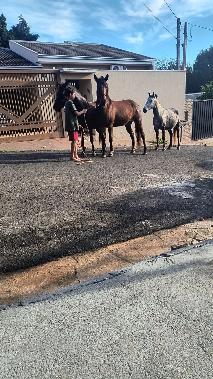 Vende égua mm top de marcha pra qualquer pessoa criança 
