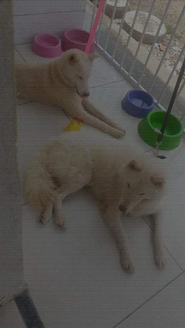 Pets - Foto 2
