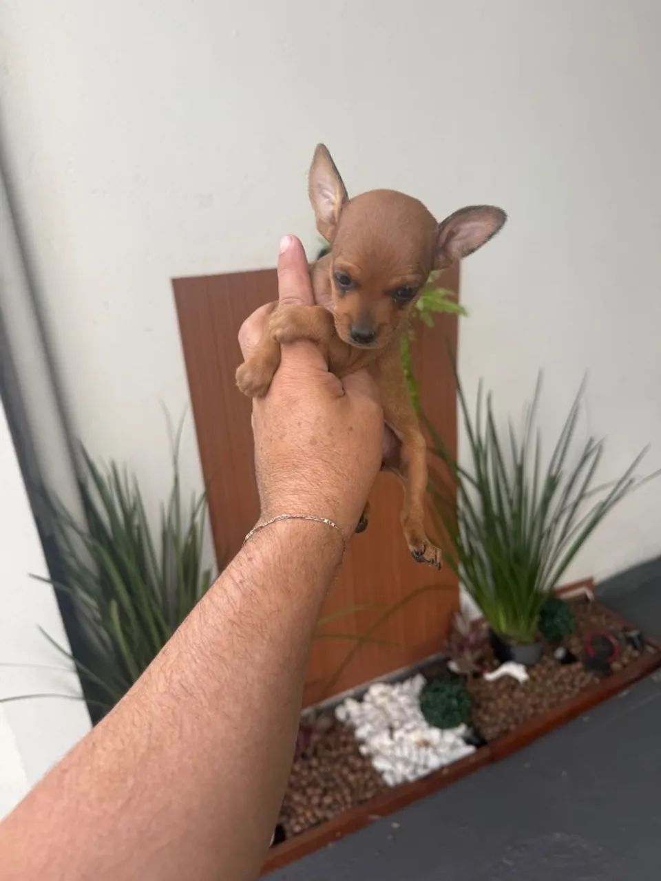 Pinscher fêmea  zero - Foto 2