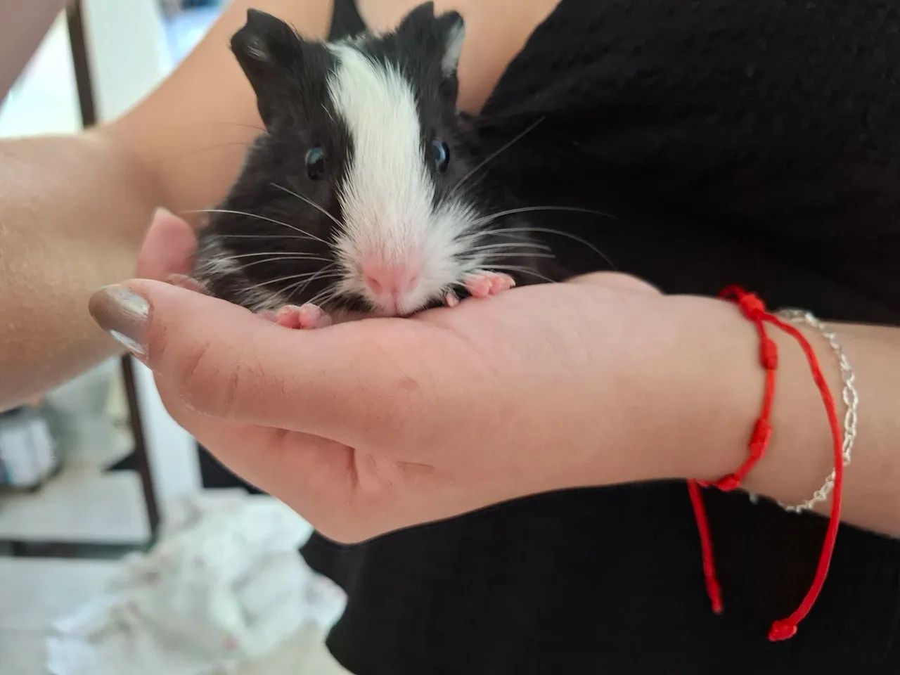 Doo PORQUINHO - DA - ÍNDIA macho e filhote  - Foto 3