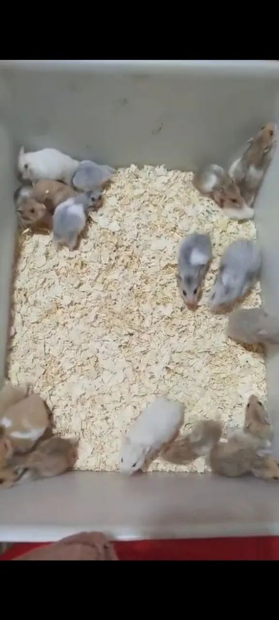 Hamster angorá  - Foto 4