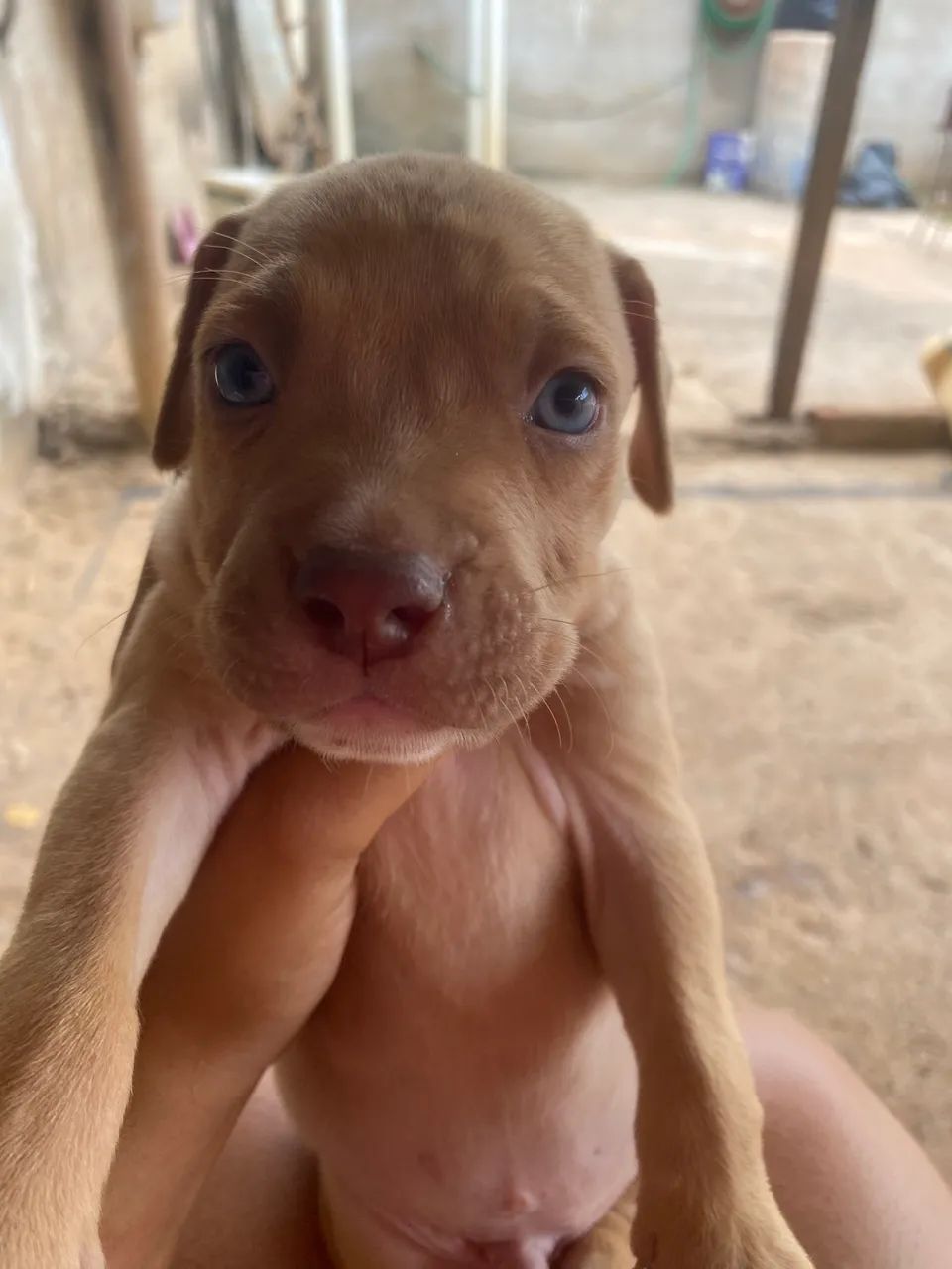 Pit bull puro - Foto 4