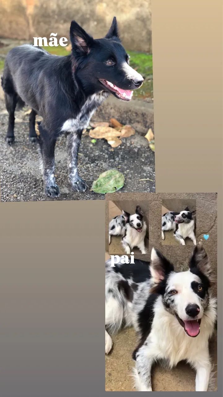 Filhotes de border collie