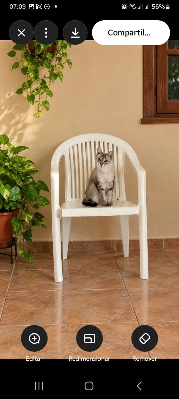 Gata castrada - Foto 3