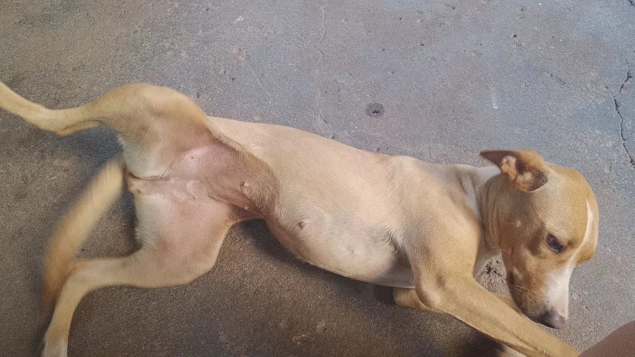 Doa se cachorra fêmea não é castrada - Foto 4