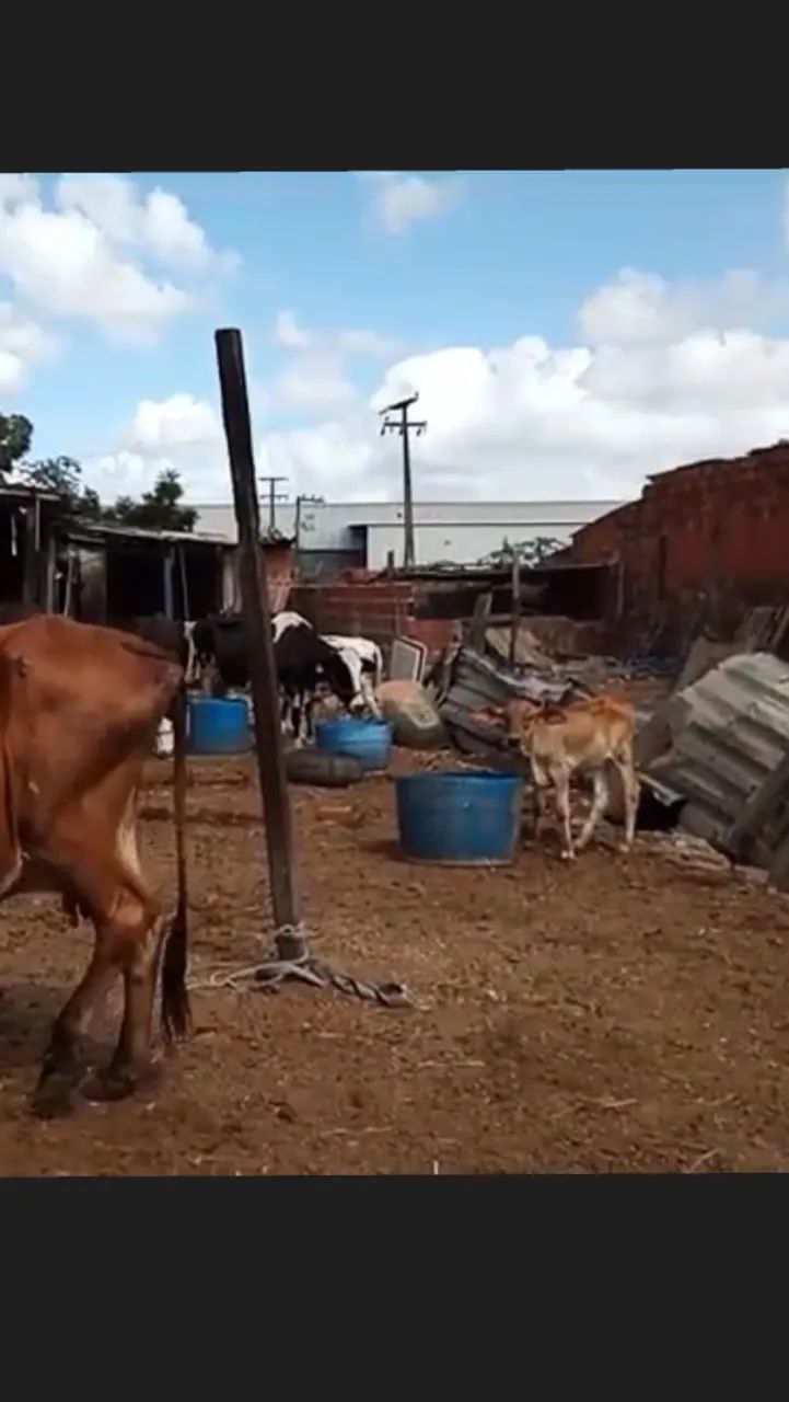 Vendo 3 vaca e 2 bezerro  - Foto 2