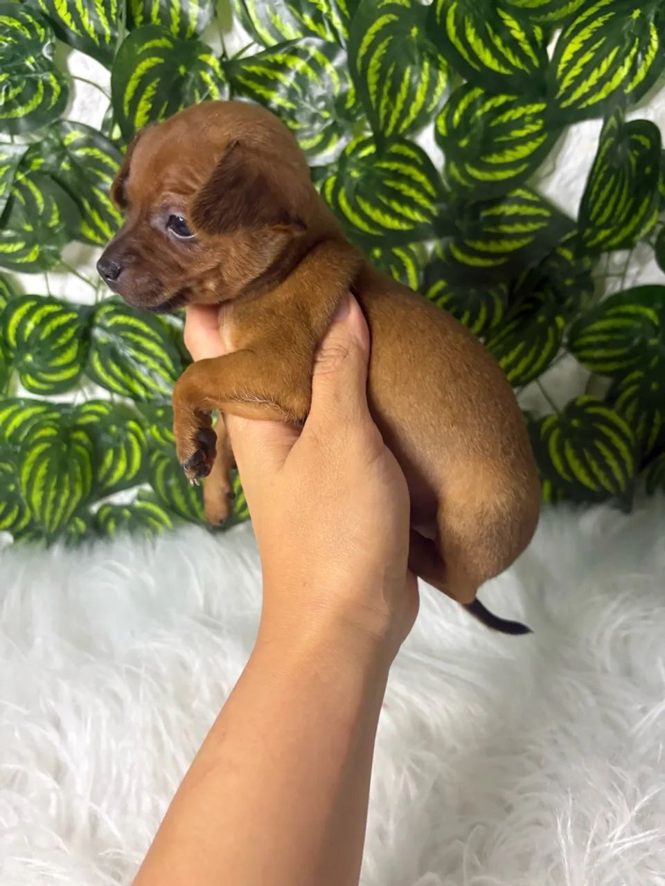 Pinscher zero macho - Foto 5