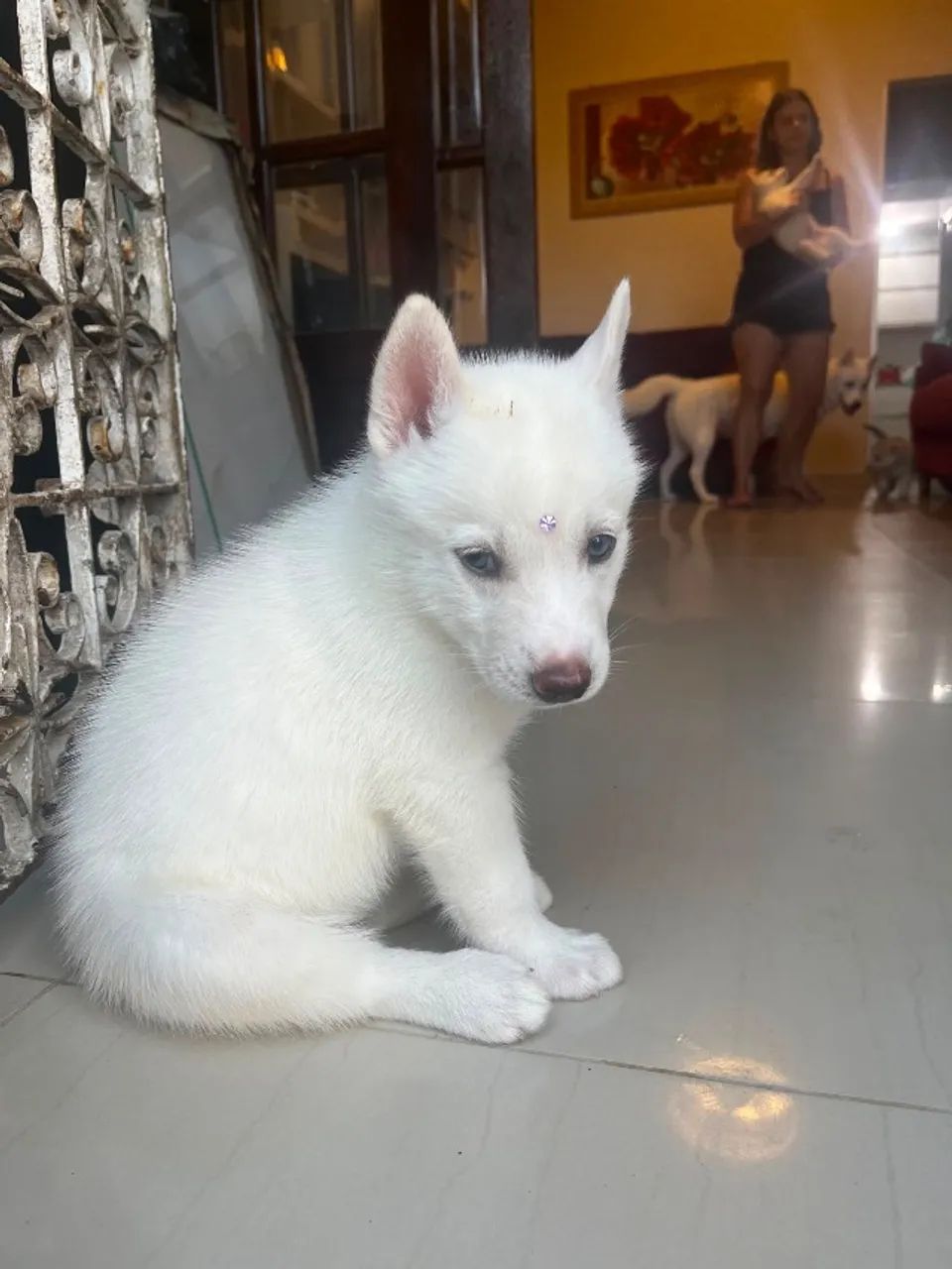 Husky siberiano  - Foto 4