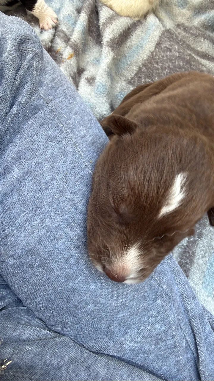 Filhote de Border Collie  - Foto 4