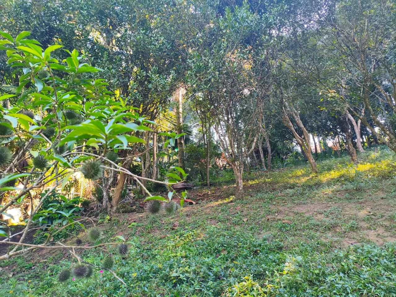 Vendo chácara Parque Miami - Foto 3