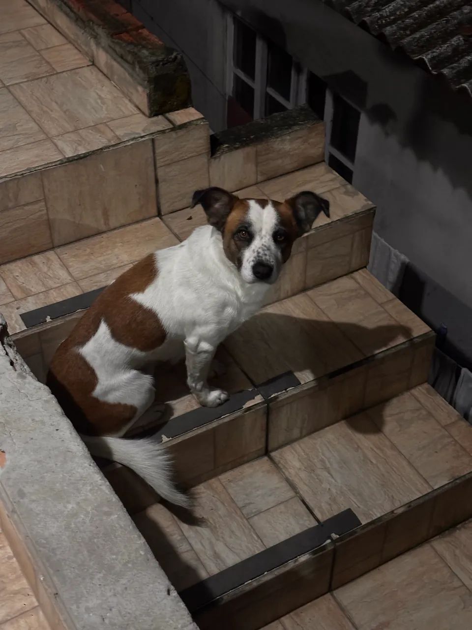 Cachorro para adoção responsável  - Foto 4