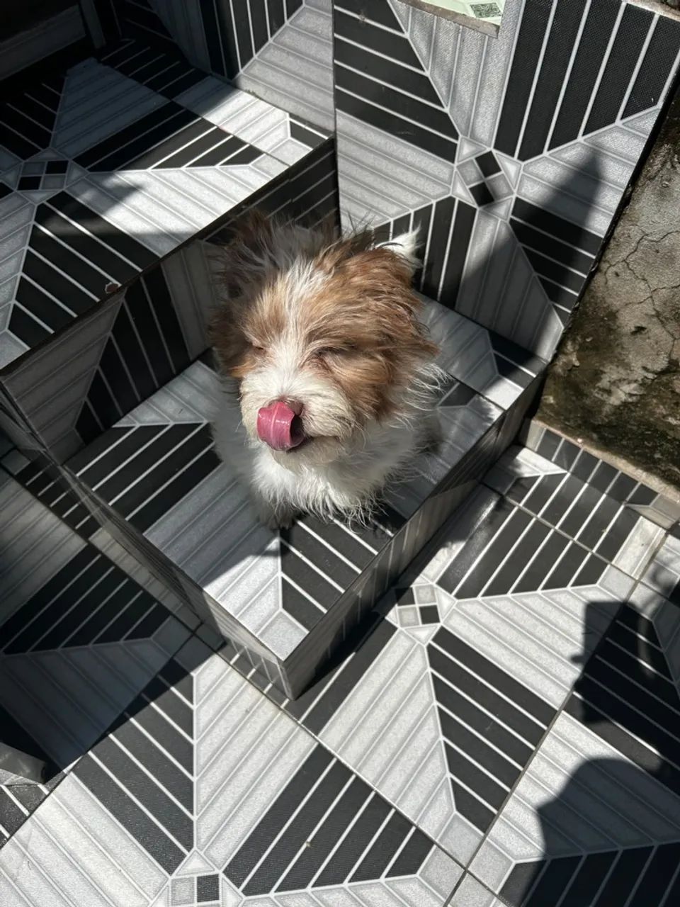 Cachorro  - Foto 3