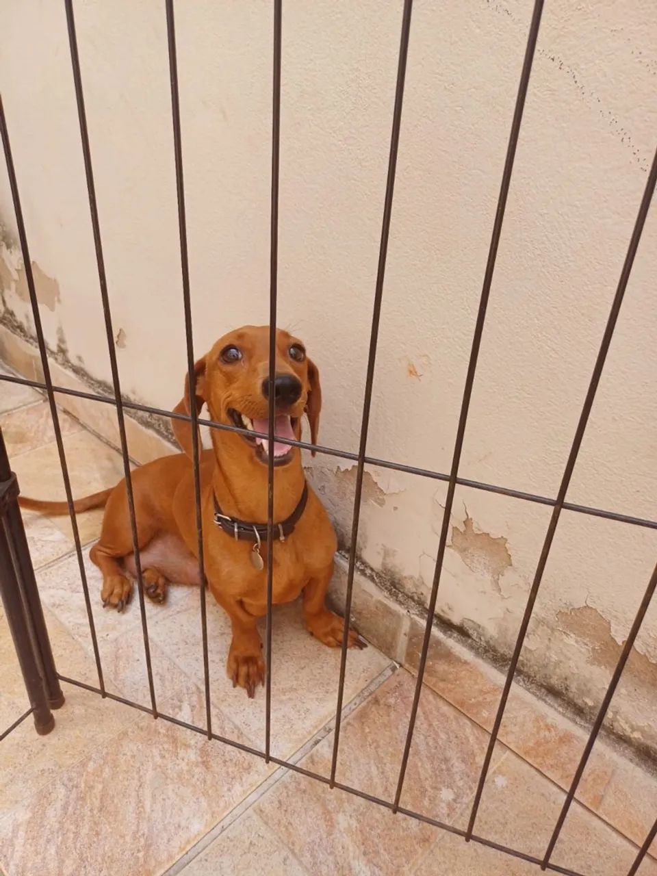 Basset - Salsicha  - Foto 4