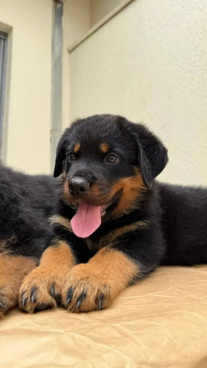 Rottweiler Filhotes mais de 2 décadas criando a raça  - Foto 3