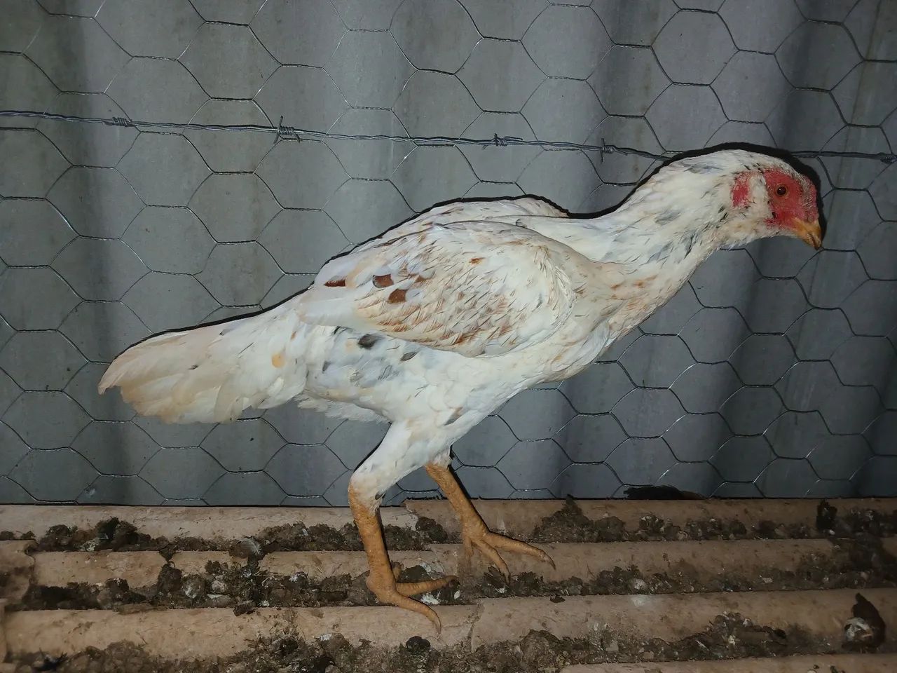 Galinha Mura barbuda - Foto 4