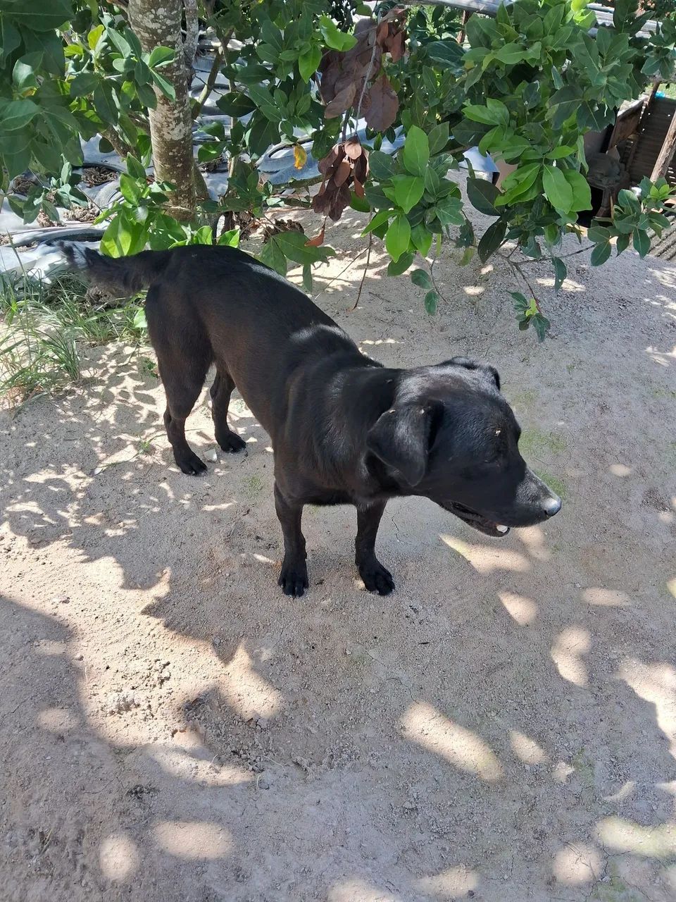 Cachorro p doação  - Foto 4