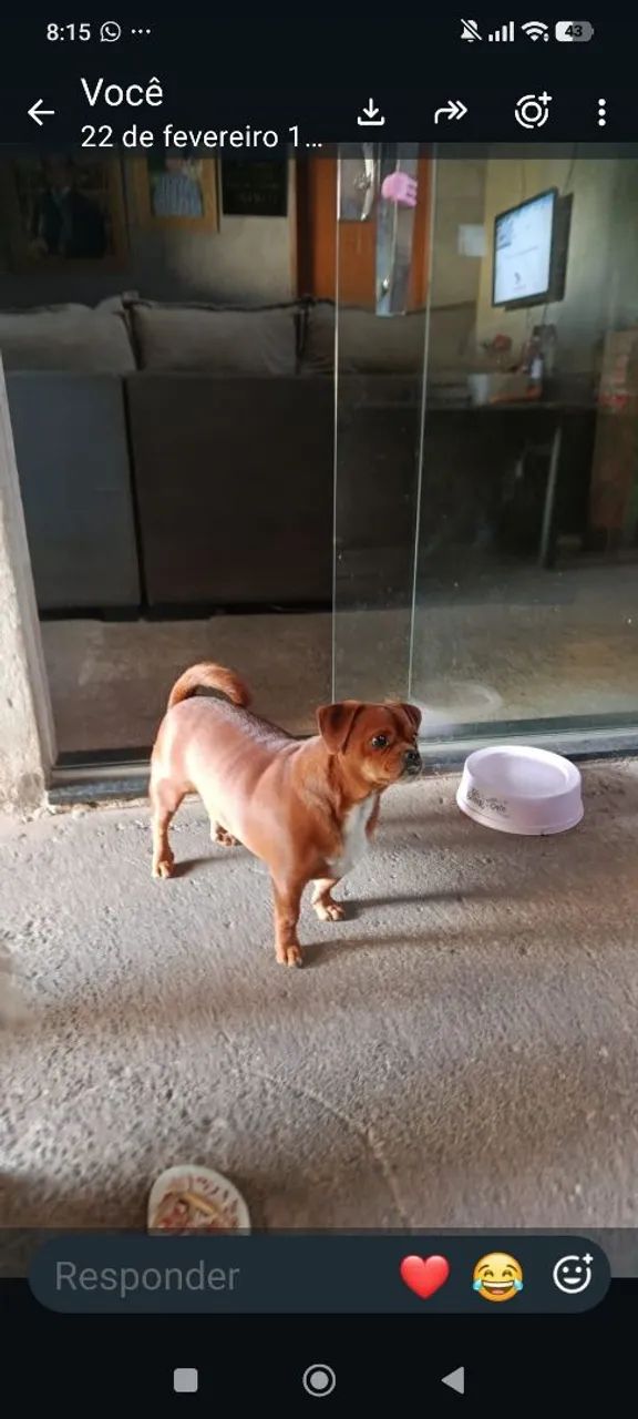 Cachorro  - Foto 2