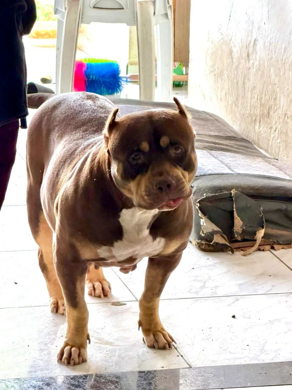 Filhote Pit Monster, macho, tri choco merle. - Foto 5