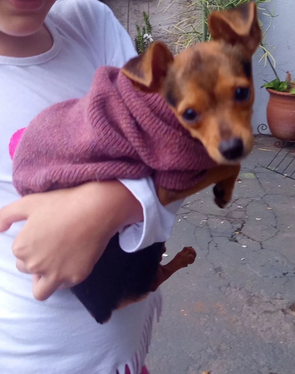 Cachorro Pinscher