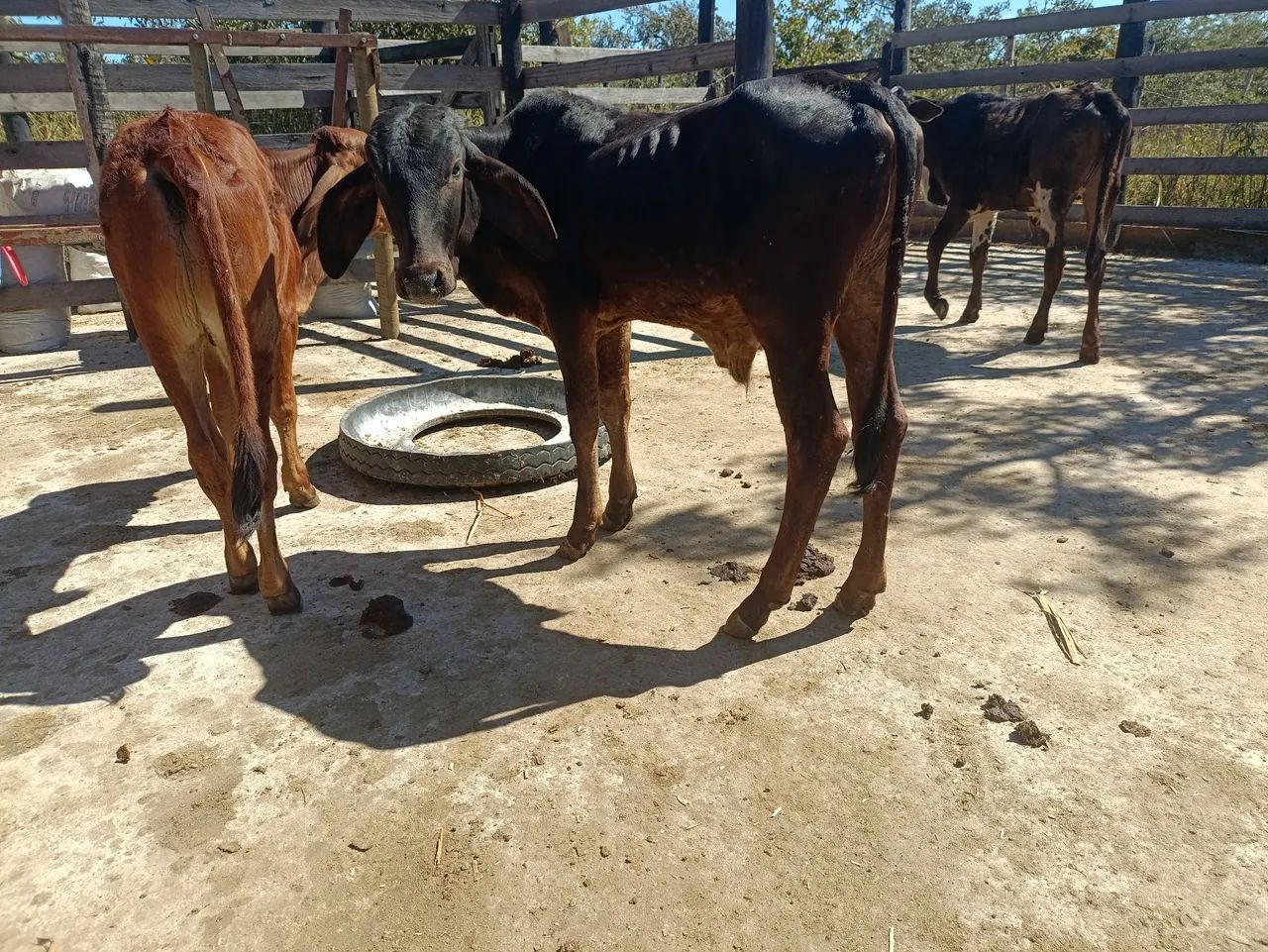  Vendo Bezerros e bezerras  - Foto 3