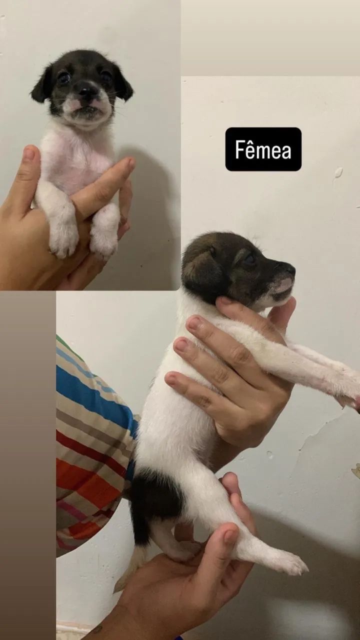 Adoção responsável  - Foto 3