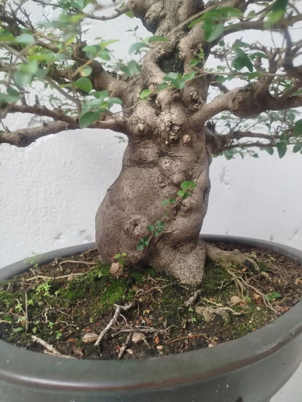 BONSAI LIGUSTRO 27 ANOS - Foto 4