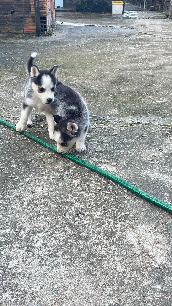 Filhote de husky - Foto 2