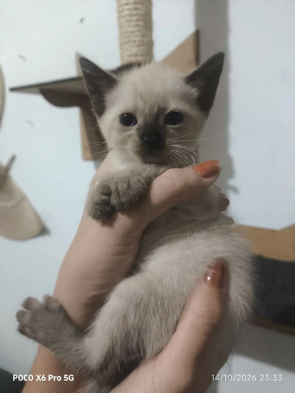 Gato para adoção 