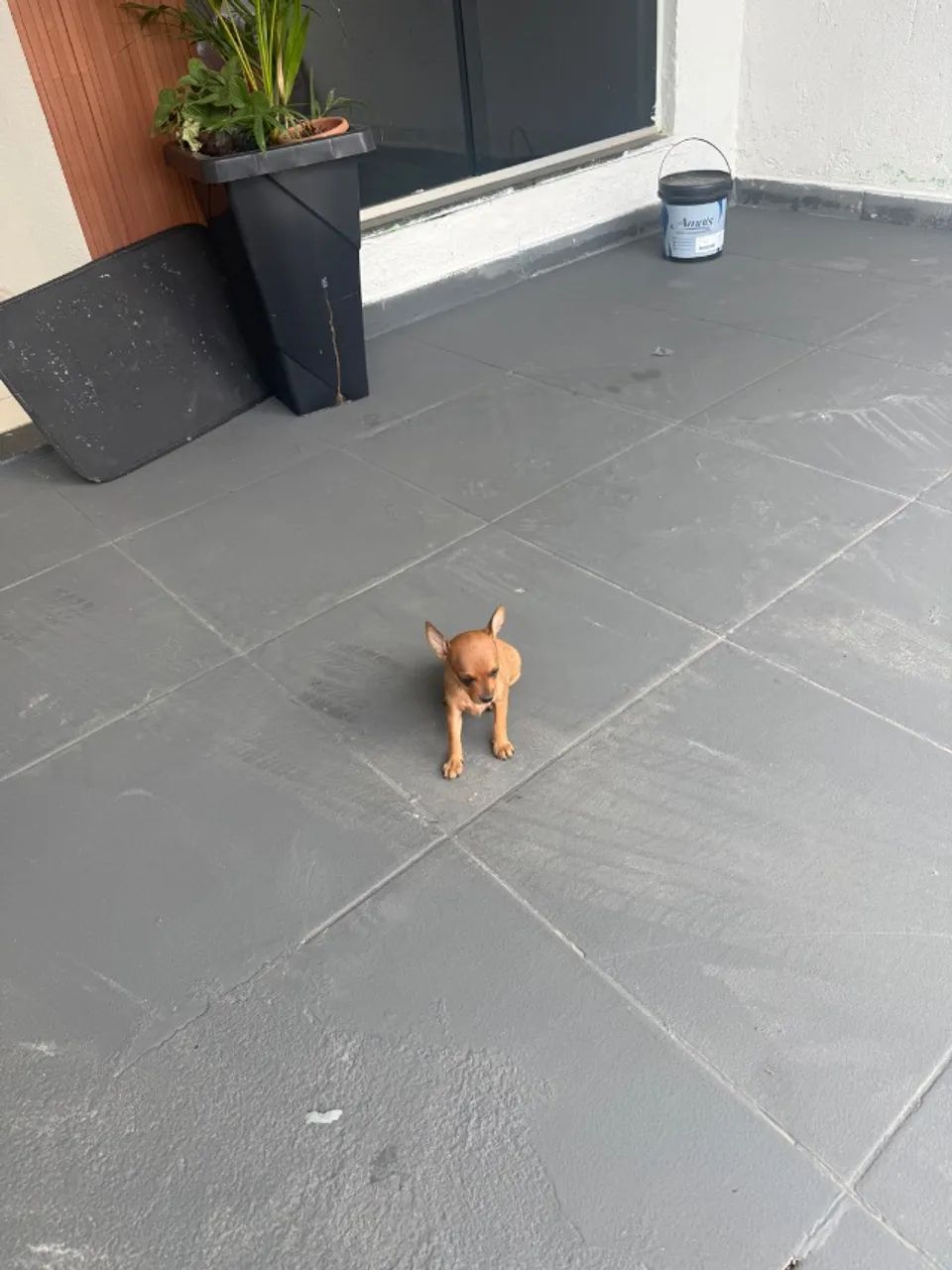 Pinscher fêmea  zero - Foto 4